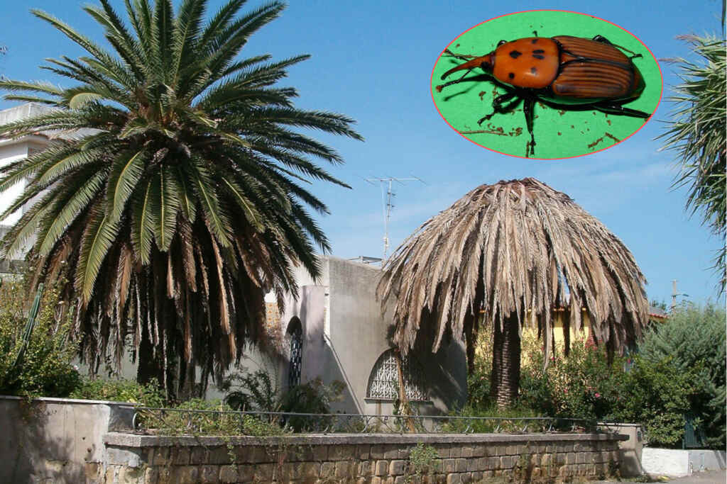 Κόκκινο awl