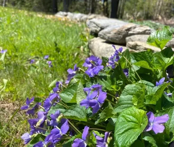 Violet Tincture - Πώς να φτιάξετε και να χρησιμοποιήσετε την εικόνα που δείχνει μοβ βιολέτες που αναπτύσσονται παράλληλα με έναν πέτρινο τοίχο με πράσινο γρασίδι