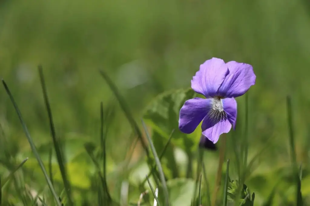 Violet Tincture - Πώς να φτιάξετε και να χρησιμοποιήσετε την προτεινόμενη εικόνα που δείχνει ένα άνθος ιώδους με θολή φόντο πράσινου χόρτου