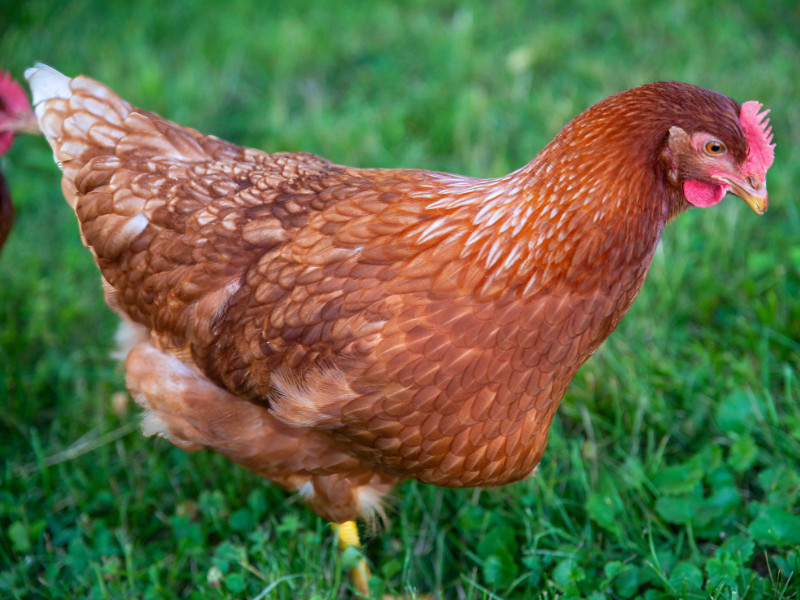 Οι τέλειες φυλές κοτόπουλου για το Backyard Homesteaders Rhode Island Red Chicken