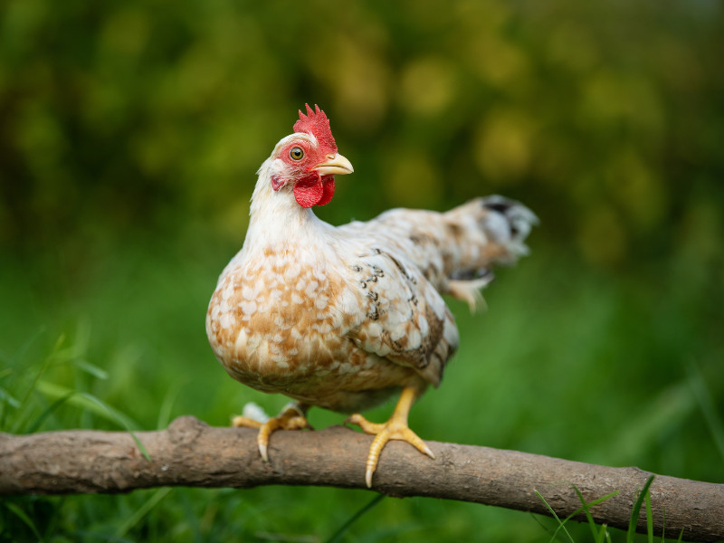 Οι τέλειες φυλές κοτόπουλου για την αυλή Homesteaders Serma Chicken