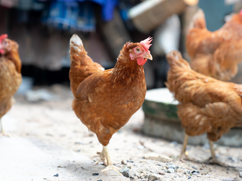 Τα καλύτερα κοτόπουλα για ζεστά κλίματα - Rhode Island Red Chickens