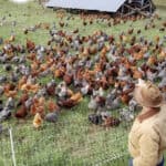 Πώς να αυξήσετε τα κοτόπουλα κρέατος