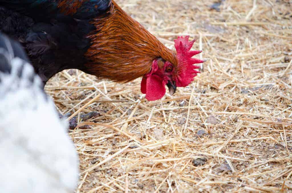 Κοτόπουλα κρέατος με κανονικό κοπάδι