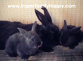 Ξεκινώντας με κουνέλια κρέατος από το imperfectlyhappy.com