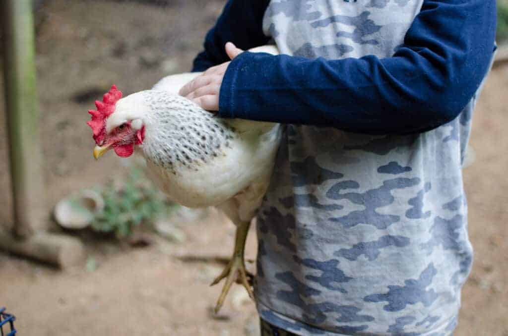 Εύκολα βήματα για την αύξηση των κοτόπουλων κρέατος